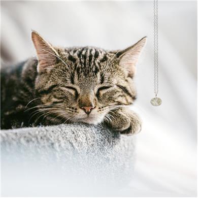 Silver pendant with a cat's nose print - Wim Meeussen Antwerp